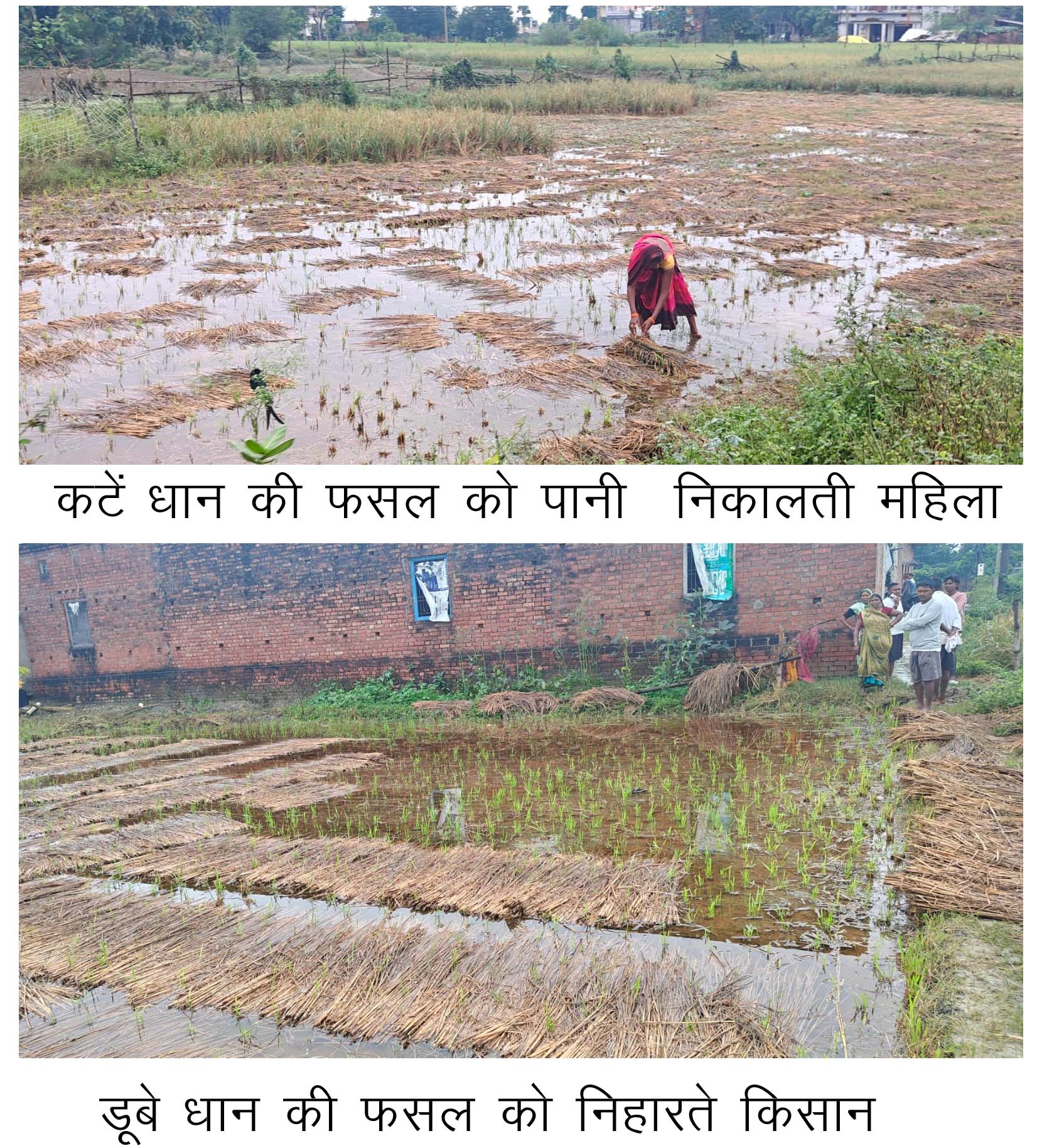 खेतों में धान की फसलें गिरीं, किसानों ने सरकार लगाई मदद की गुहार 