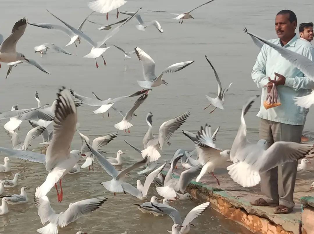 साइबेरियन पक्षियों की अठखेलियां श्रद्धालुओं के लिए बनी आकर्षण का केंद्र 